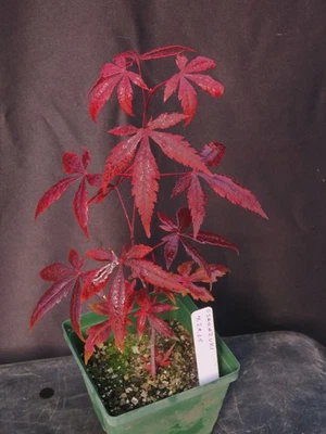 Seed-Grown Acer Palmatum 'Osakazuki' Japanese Maple Tree 2025 Seedling 12" Tall - Image 1 of 4