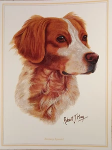 Bretagne Spaniel Hund Robert May Kunst Grußkarte leer 6x8" Kai Dorset UK - Bild 1 von 6