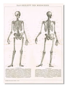 Skelett menschliche Knochen $ Totenkopf Antik Vintage Druck 1892 Helloween Medizin - Bild 1 von 6