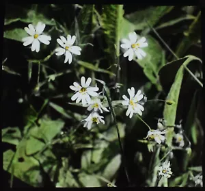 Photo STITCHWORT C1920 ANTIQUE Magic Lantern Slide PLANT AND FLOWER STUDY - Picture 1 of 5