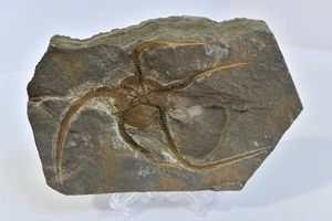 Fósil detallado de estrellas de mar Ordovícico - 488-433 millones de años - Marruecos - Imagen 1 de 6