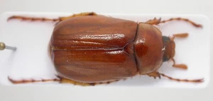 Melolonthidae Geotrogus sp. - Imagen 1 de 1