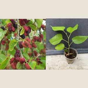 Mulberry Tree 7” Morus Alba Morus nigra live Cutting plant - Picture 1 of 6