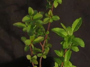 5 Malus Floribunda Japanese White Flowering Crabapple Tree Seedlings - Picture 1 of 4