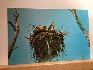 Fischadler nisten in den Everglades von Florida: - Vintage Postkarte - Bild 1 von 3