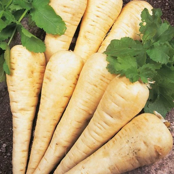 New Pack Vegetable Seeds Parsnip 'Hollow Crown' King's Quality Garden Seed - Image 1 of 1