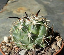  Coryphantha tripugionacantha San Juan Capistrano