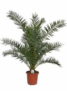 Kanarische Dattelpalme - Phoenix canariensis - Phönixpalme - verschiedene Größen - Bild 1 von 5