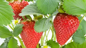 Albion Everbearing(Day Neutrals) Strawberries Plants - Bare Root (pack of 20 - Picture 1 of 8
