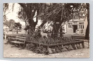 Postcard  RPPC photo The Mall Avon Park Florida ~ Unposted D-247 - Picture 1 of 2
