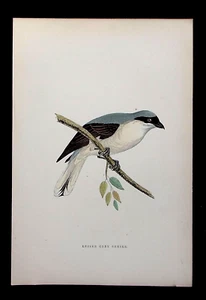 ALCACHOFA GRIS MENOR, ornitológico antiguo original, estampado de pájaro, MORRIS, 1895 - Imagen 1 de 2