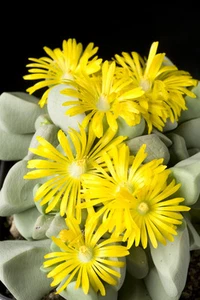 SAMEN Bijlia-Kaktee bringt tolle große Blüten - Kaktee-und Sukkulentensamen. - Bild 1 von 1