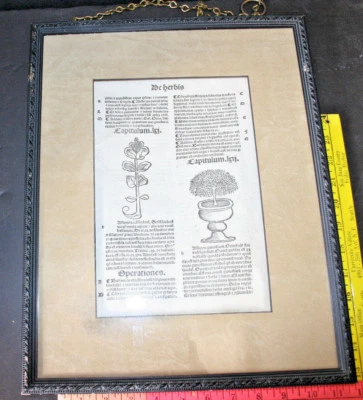 Hortus Sanitatis 1517 Medieval Woodcut. Botanical Herbal Leaf framed - Image 1 of 4