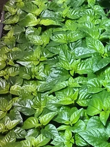 TRINIDAD MORUGA SCORPION LOT OF 3 Super Hot Pepper LIVE PLANTS 2,000,000+ SHU - Picture 1 of 2