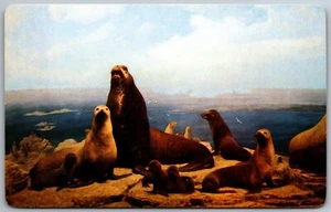 Fur Seal Pribilof Islands Bering Sea Postcard unposted - Picture 1 of 2