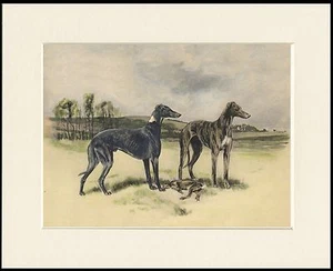 GREYHOUND DOGS LOVELY DOG PRINT MOUNTED READY TO FRAME - Picture 1 of 1