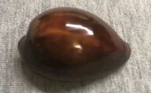 *¡Cypraea Onyx Adusta 35,4 mm!!! - Imagen 1 de 3