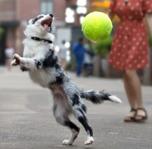 9.5 Inch Giant Extra Large Bouncy Tennis Ball Rubber Dog Toy - Picture 1 of 10