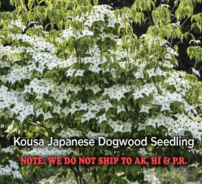 Kousa японский кизил четверть горшок — живое растение высотой 10–16 дюймов — Cornus kousa - Изображение 1 из 4