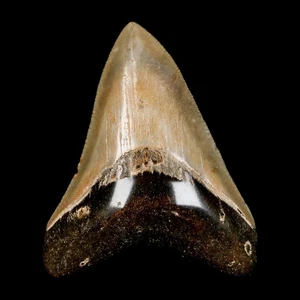 2.8" Quality Megalodon Shark Tooth Serrated Fossil Natural Miocene Age COA - Picture 1 of 7
