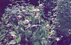 Minnesota State Flower Moccasin Flower Orchid of the North Woods Postcard - Picture 1 of 2