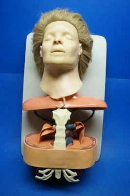 Asmund S.Laerdal Anatomisch Training Anne, Mannequin Buchse Anatomisch - Bild 1 von 4