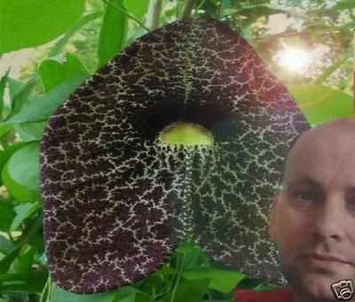 Gespenster-blume blühende Pflanzen für dunkle Standorte im Zimmer die Nordseite - Bild 1 von 3