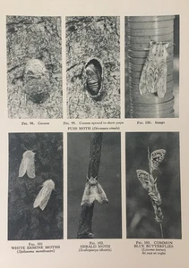 Antique 1931 Moth & Butterfly Print | Puss Moth, Herald & Common Blue | Nature - Picture 1 of 4