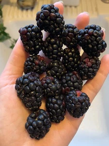 100 Blackberry Seeds Homegrown Edible Berry Bush Garden Vine Fruit USA Organic - Picture 1 of 11