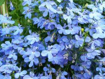 SEEDVILLE USA 200 SKY BLUE LOBELIA Regatta Lobelia Erinus Flower Seeds