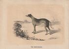 Greyhound Razze Canine Colorato Incisione su Legno Di 1851 Bicknell