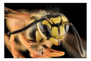 "EL SUR CHAQUETA AMARILLA Avispa, Macro Estampado con Foto (Sin Fronteras) Póster 19x13" - Imagen 1 de 2
