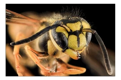 THE SOUTHERN YELLOW JACKET Wasp, Macro Photo Print (Borderless) Poster 19x13" - Image 1 of 2