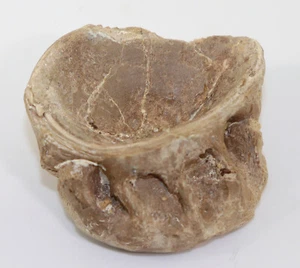 Pesce osseo, Xiphactinus, Gesso, Niobrara Fm., Gove County, Kansas, USA -k559 - Foto 1 di 7