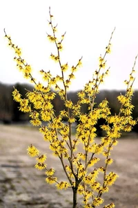 Gelbblühende Zaubernuss Hamamelis Promise 'Arnold Promise' 60 - 80 cm - Bild 1 von 2