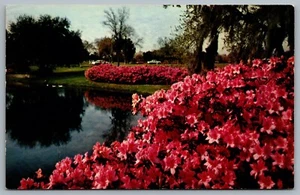 Postcard Florida c1960s Azaleas In Bloom Sylvan Abbey Clearwater Safety Harbor - Picture 1 of 2