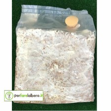 Balla per funghi cardoncelli