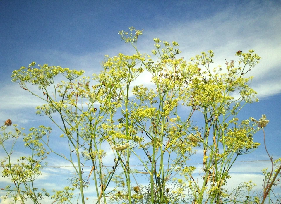 HORTUS 400 SEMI DI FINOCCHIO SELVATICO- FINOCCHIETTO-Foeniculum vulgare-