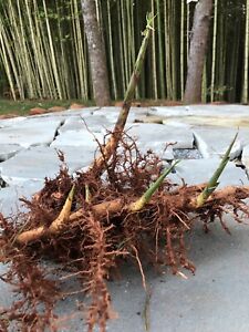 Moso Bamboo ‘The giant’ Root System/rhizome - Get Your Privacy Screen Fast