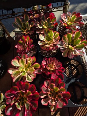 Imported  phantom aeonium  succulent 1pc - Image 1 of 4