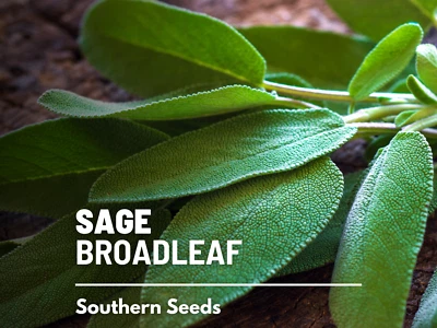 Sage - Broadleaf (Salvia Officinalis) - 100 seeds - Image 1 of 4