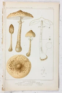 Antiker Chromolithograph Druck Lepiota Procera Scopoli Pilz Küchendeko  - Bild 1 von 2