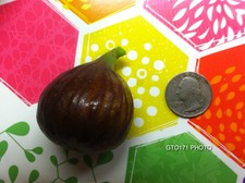 Marseilles Black VS Fig Tree Cuttings (5) Last set