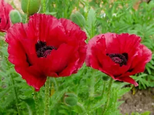 ca. 100 Samen Türkischer Mohn, intensiv dunkelrot, Papaver orientale 2024 4 - Bild 1 von 1