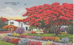 Vintage Florida Linen Postcard Royal Poinciana Tree Flowers Residential - Picture 1 of 2