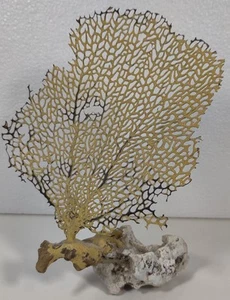 Sea Fan Coral - Bahamas - Gold Tone (1 sea fan approximately 7 X 6 inches) - Picture 1 of 6