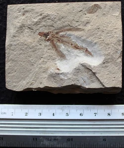 Exocoetoides 136 - Flying Fish  - Cretaceous Fossils directly from Lebanon - Picture 1 of 2