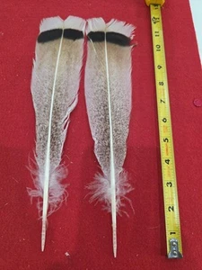 Z105 Pair Hybrid Speckled Royal Palm Turkey Tail Feather - Picture 1 of 1