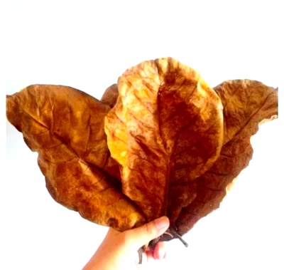 50 pcs of Ketapang (Indian Almond )Leaves for Betta Fish Health & Rot Fin Care - Image 1 of 4