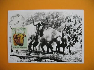 Card Maximum Bhutan - Carte Maximum Bouthan - Buffalo - Buffle  - Bild 1 von 1